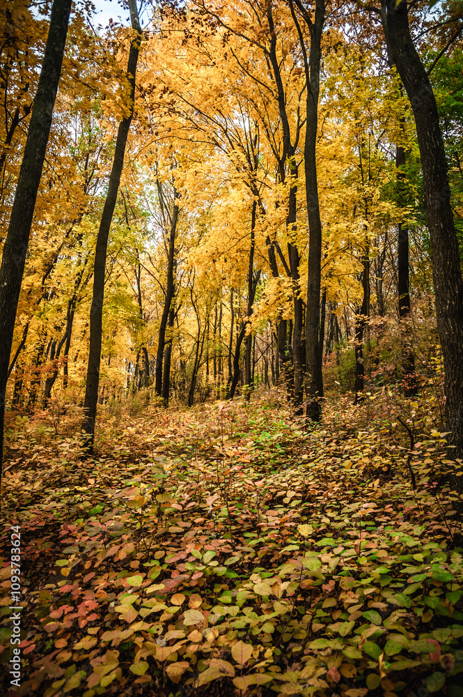 Obraz premium a meadow strewn with bright leaves in an autumn forest, with yellow, orange and green leaves. Autumn atmosphere