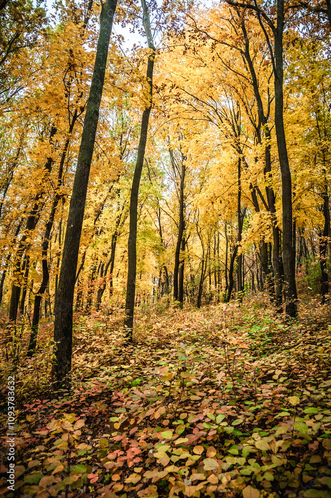 Obraz premium a meadow strewn with bright leaves in an autumn forest, with yellow, orange and green leaves. Autumn atmosphere