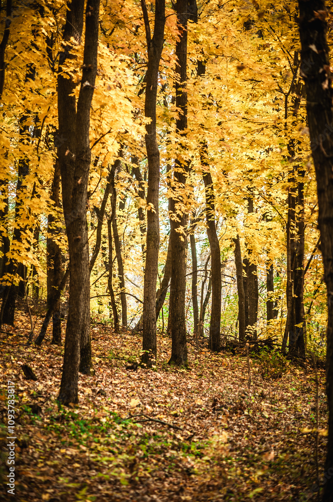 Obraz premium a meadow strewn with bright leaves in an autumn forest, with yellow, orange and green leaves. Autumn atmosphere