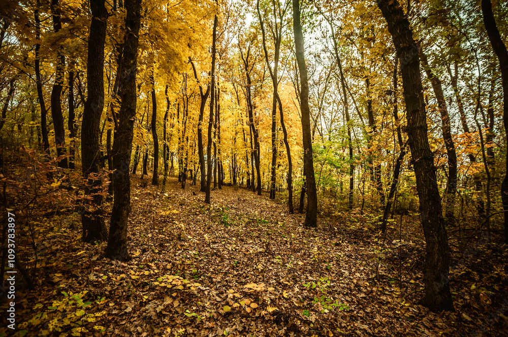 Fototapeta premium a meadow strewn with bright leaves in an autumn forest, with yellow, orange and green leaves. Autumn atmosphere