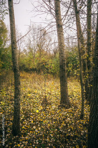 Wallpaper Mural a clearing in a forest strewn with dry leaves, with trees growing on it, against a background of green bushes and a white cloudy sky Torontodigital.ca