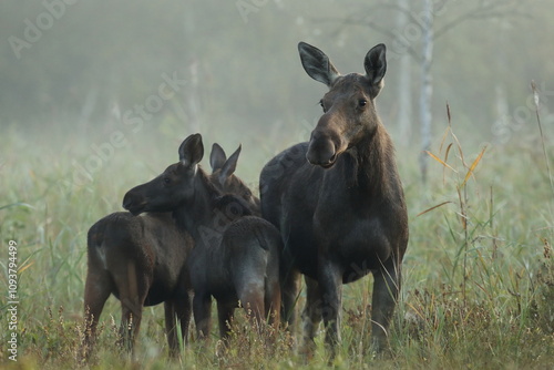 Fototapeta Naklejka Na Ścianę i Meble -   Łoś (Alces alces) moose
