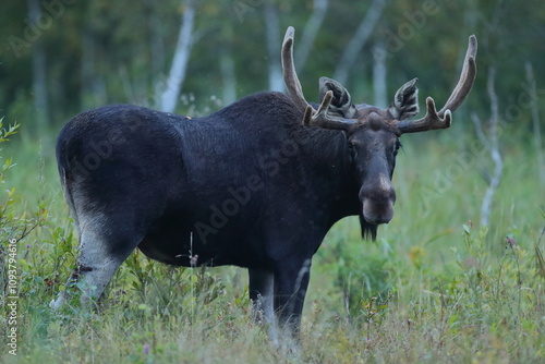 Fototapeta Naklejka Na Ścianę i Meble -   Łoś (Alces alces) moose
