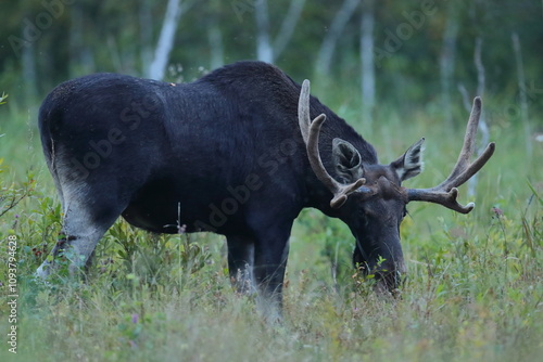Fototapeta Naklejka Na Ścianę i Meble -   Łoś (Alces alces) moose

