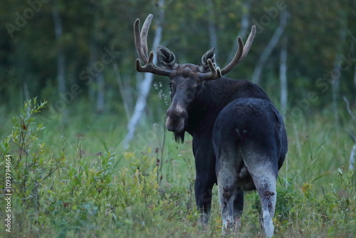 Fototapeta Naklejka Na Ścianę i Meble -   Łoś (Alces alces) moose
