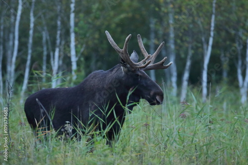 Fototapeta Naklejka Na Ścianę i Meble -   Łoś (Alces alces) moose
