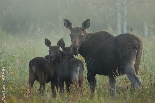 Fototapeta Naklejka Na Ścianę i Meble -   Łoś (Alces alces) moose

