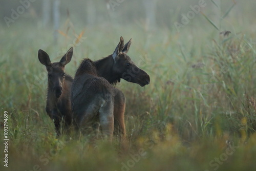 Fototapeta Naklejka Na Ścianę i Meble -   Łoś (Alces alces) moose
