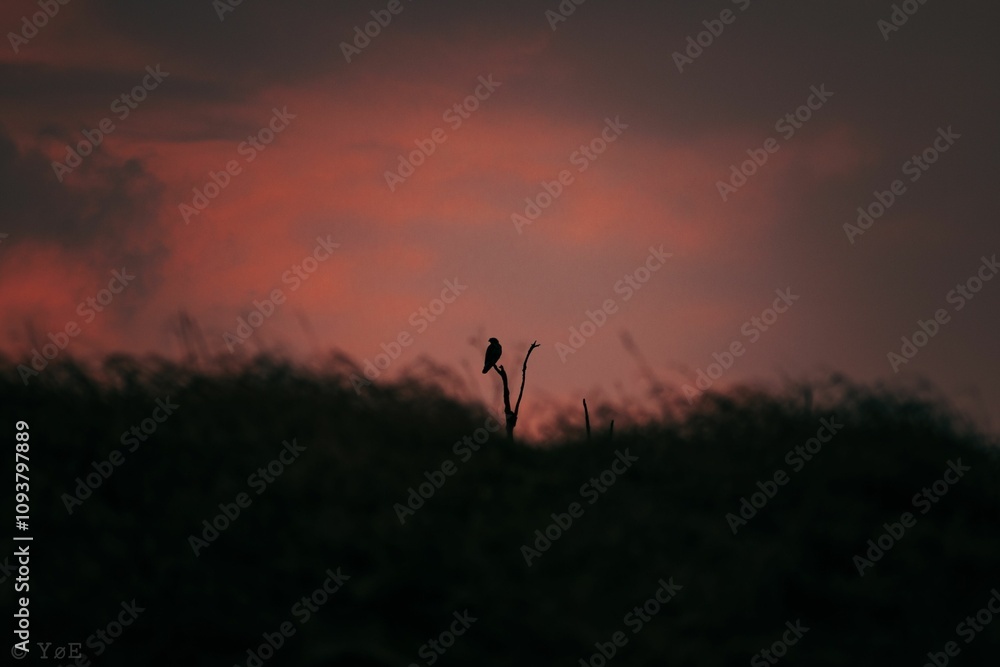 Solitary bird on a branch at sunset Solitary bird on a branch at sunset