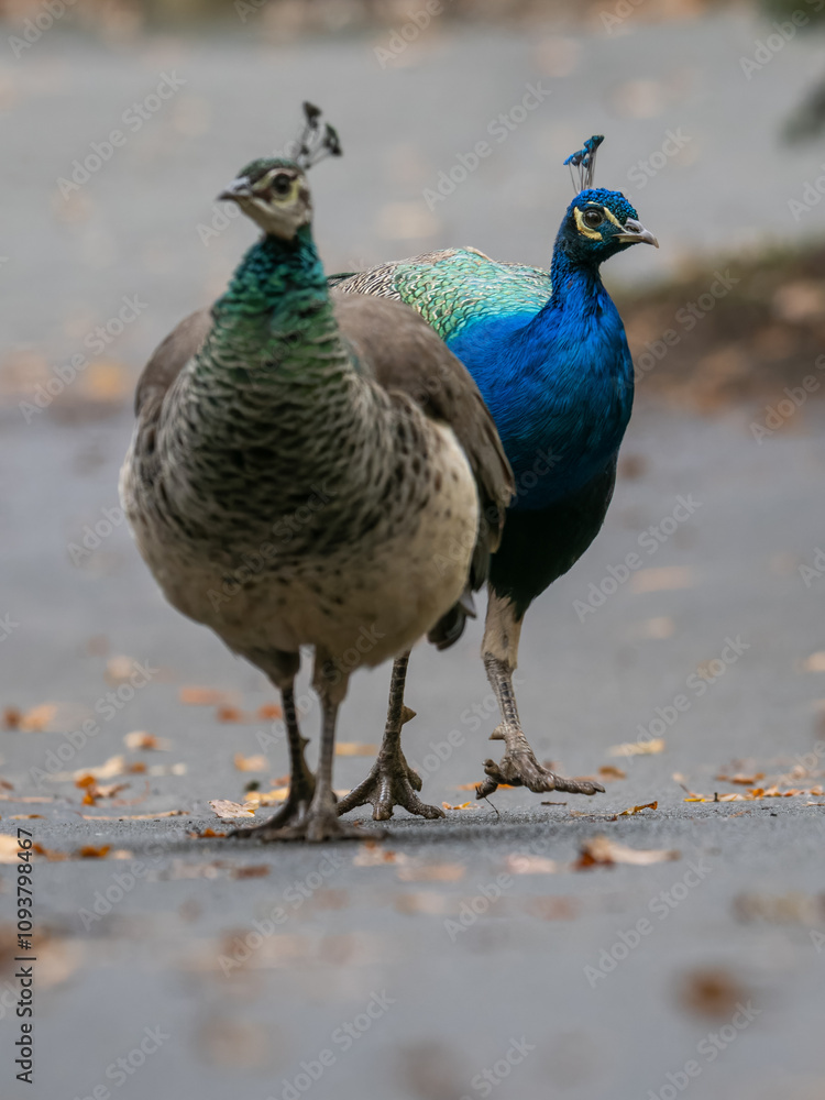 A male and a female peacock are walking on the sidewalk.
A male and a female peacock are walking on the sidewalk.