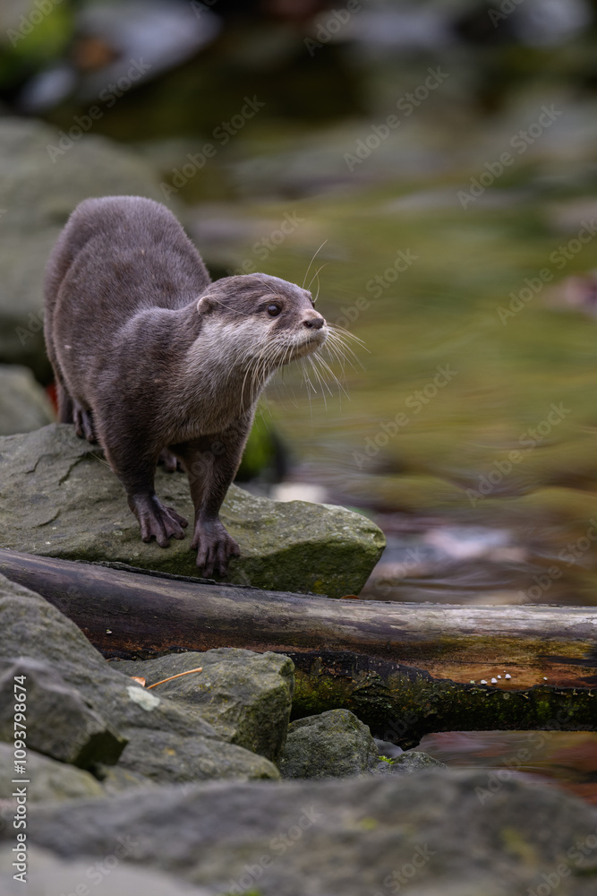 Small otter on a stone by the water.
Small otter on a stone by the water.