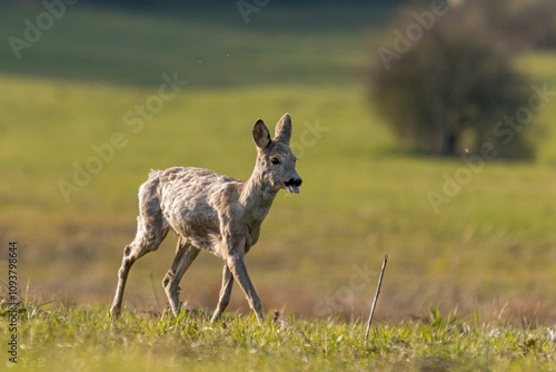 Young roe deer in a sunlit meadow