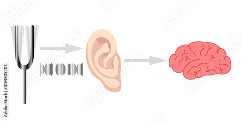 How we hear sounds Ear and brain