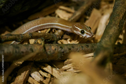 Lined snakeskin detail on the head.
 photo