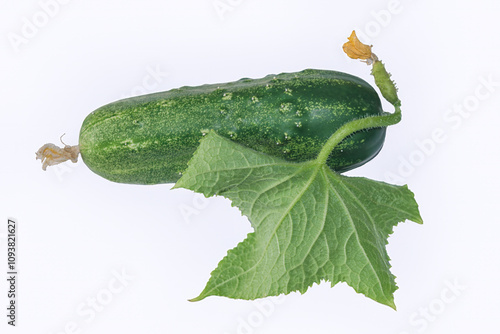 Ripe green cucumber isolate on a white background.