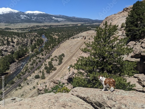 Dog at Colorado overlook