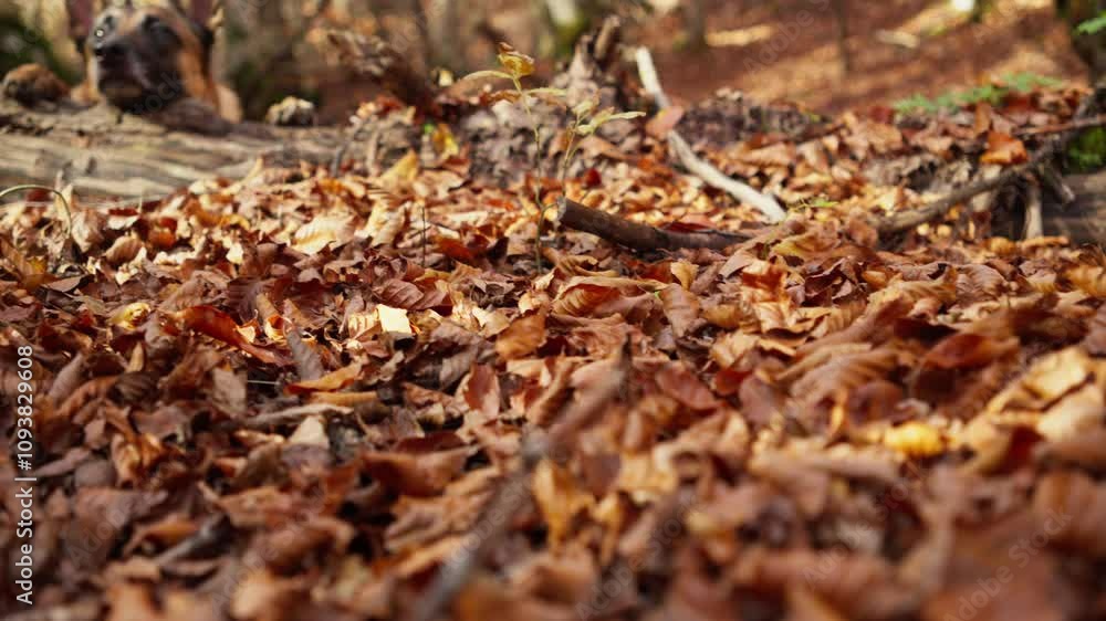 A Malinois lies on a mossy log in a dense forest surrounded by autumn leaves. The natural setting and relaxed pose of the dog enhance the cozy, rustic atmosphere. A Malinois lies on a mossy log in a dense forest surrounded by autumn leaves. The natural setting and relaxed pose of the dog enhance the cozy, rustic atmosphere.