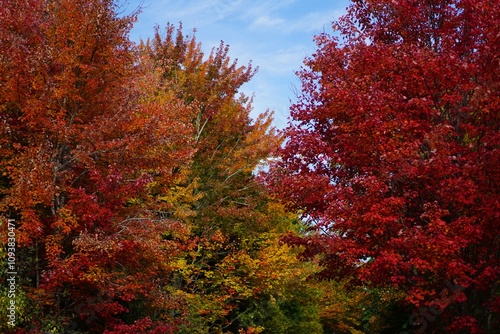 autumn in the forest