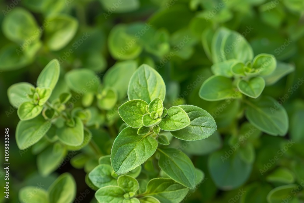 Close up of vibrant green oregano leaves thriving in a garden, showcasing the beauty and freshness of this culinary herb Close up of vibrant green oregano leaves thriving in a garden, showcasing the beauty and freshness of this culinary herb