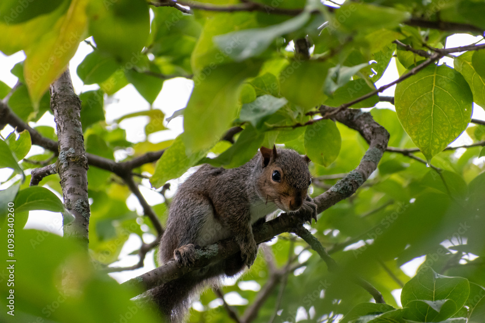An Eastern Gray Squirrel hanging out in a tree on alert looking for predators. An Eastern Gray Squirrel hanging out in a tree on alert looking for predators.
