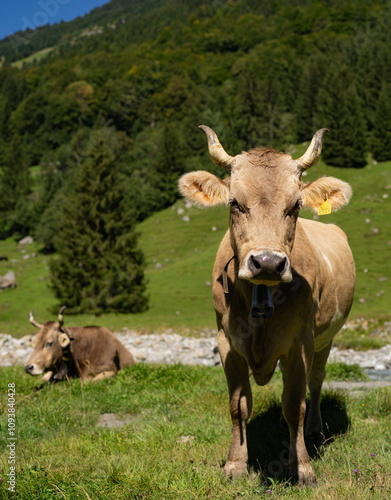 Wallpaper Mural Cow with horns in a pasture. Cow at meadow. Beef cattle in green field. Cow in grassy pasture. Cow in the countryside. Cows graze on summer meadow. Rural landscapes with cows. Cows in a pasture. Torontodigital.ca