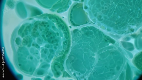 Microscope slowly moving over green cells showing division process