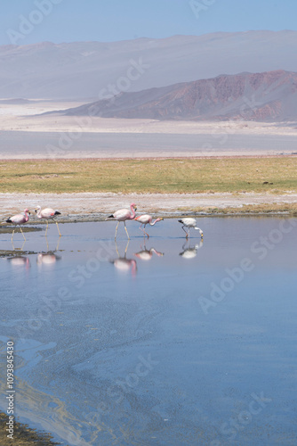 Flamencos en la laguna Carachi Pampa, Catamarca, Argentina. photo