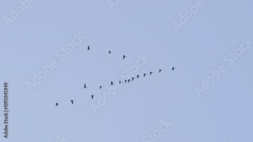 Wallpaper Mural Birds Flying in V Formation. Flock of Birds in V Shaped Flight Formation Migrating Together. Migrating Greater Birds Flying in Formation. Migrating Greater Birds Flying in Formation. Torontodigital.ca