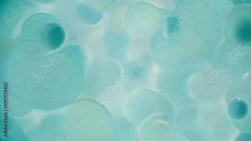 Microscopic view showing cells floating in liquid