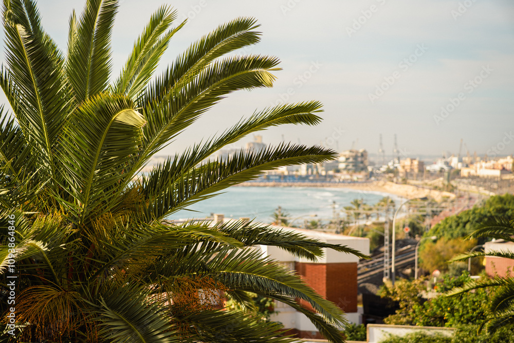 Fototapeta premium palm trees on the beach