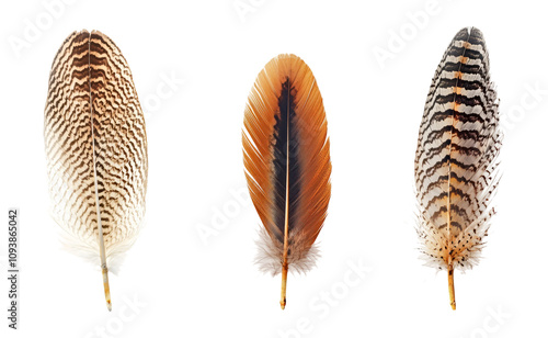 Detailed Feathers on Transparent Background