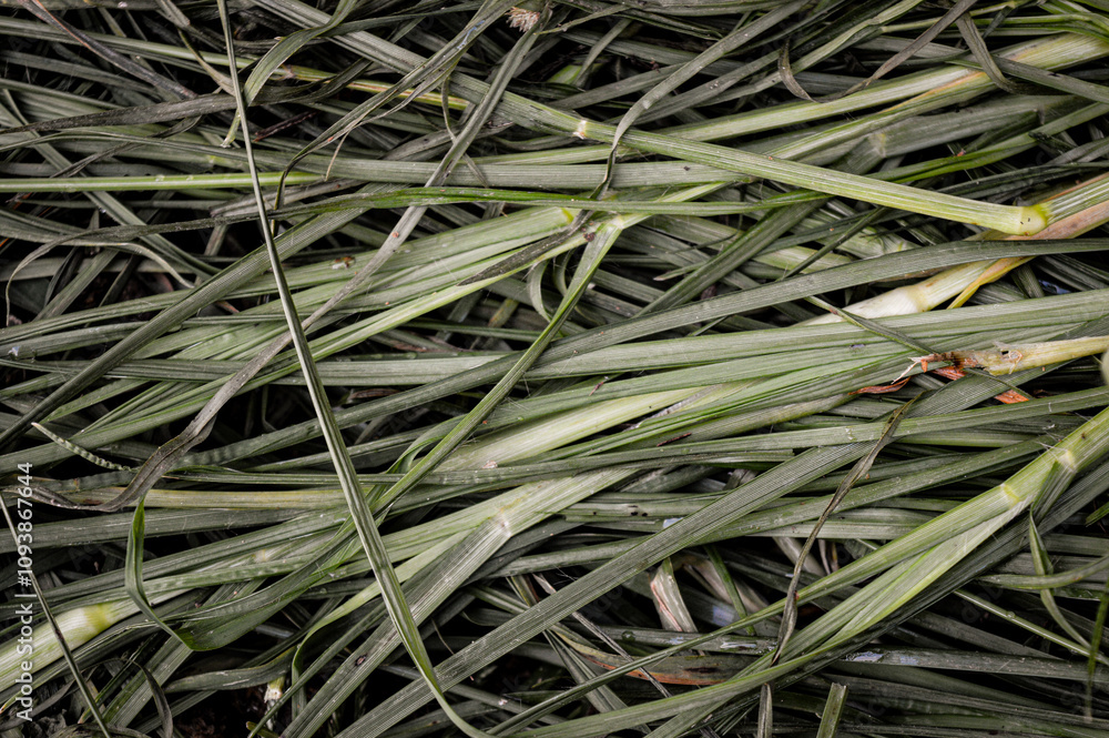 background pattern, shape, texture of uprooted grass background pattern, shape, texture of uprooted grass