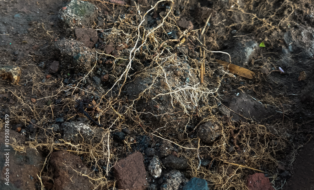 Soil roots, rocks landscape backgrounds Soil roots, rocks landscape backgrounds