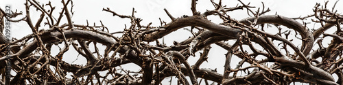 Twisted Bramble: A tangled mess of thorny branches, twisted and turned into a surreal sculpture, seemingly reaching for the sky.