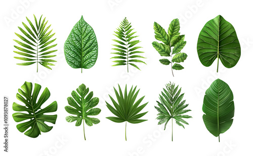 Variety of Tropical Leaves on Transparent Background