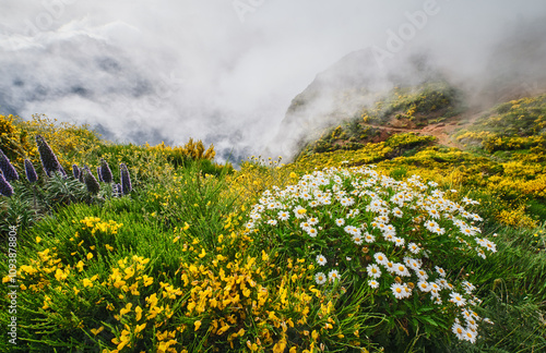 Madeira landscape with daisy and Pride of madeira flowers and blooming Cytisus shrubs and mountains in clouds. Miradouros do Paredao, Madeira island, Portugal photo