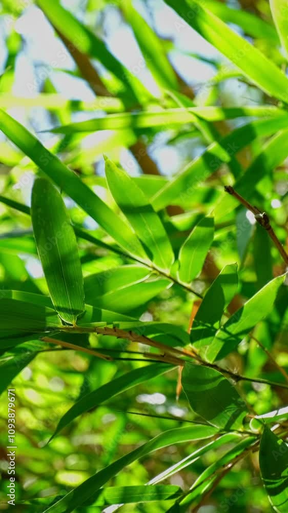 Bamboo leaves in the wind close up on sunny day Bamboo leaves in the wind close up on sunny day