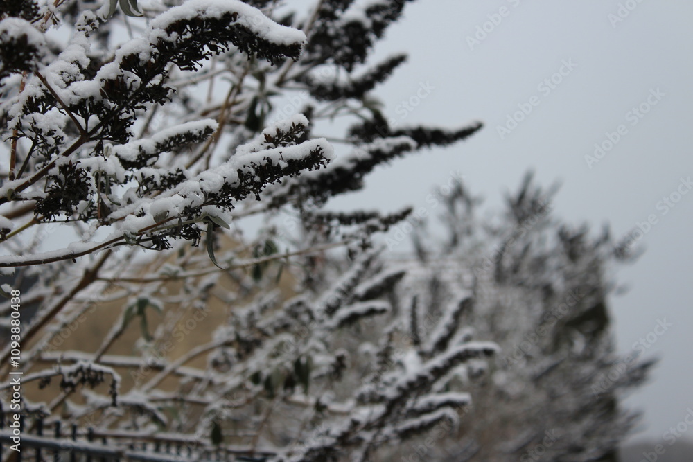 Fototapeta premium frost on branches