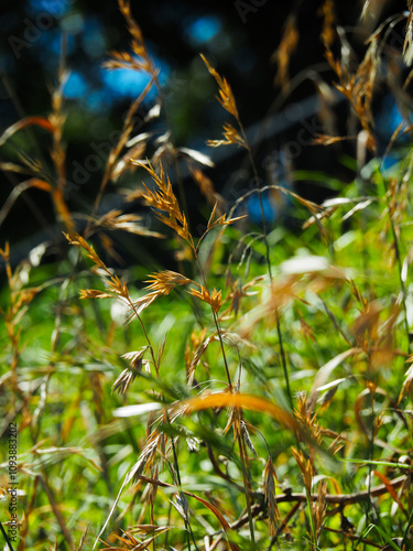 closeup movement of grass swaying in the wind in nature with a naturally blurred background in australia photo