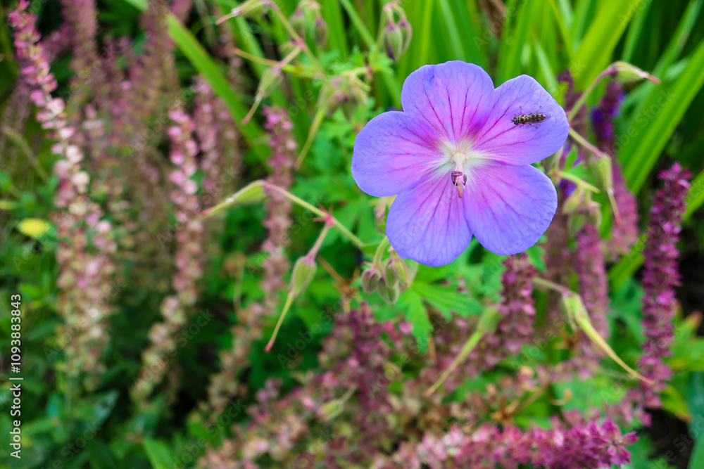 Fototapeta premium Delicate Purple Geranium with a Visiting Pollinator