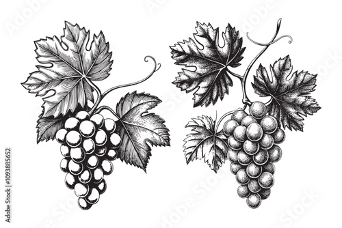 grapes branch sketch hand drawn drawing vector illustration