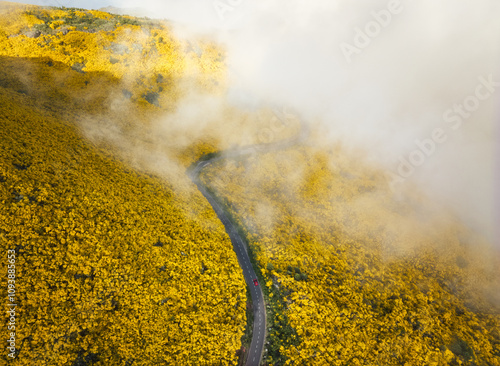 Aerial view of road with red car among yellow Cytisus blooming shrubs near Pico do Arieiro, Portugal photo