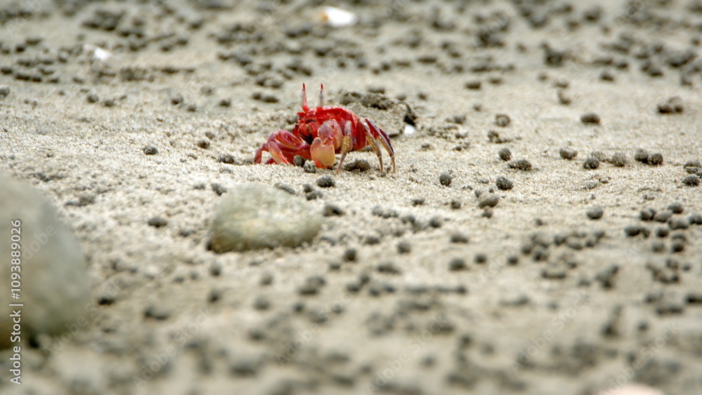Small, red land crab going into a hole on the beach in Canoa, Ecuador Small, red land crab going into a hole on the beach in Canoa, Ecuador