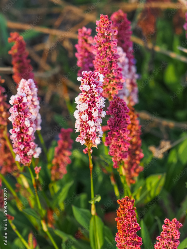 Bistorta affinis or knotweed, pink-red cylindrical erect blossom spikes close up. Himalayan bistort or fleece flower is creeping, densely tufted, perennial flowering plant in the family Polygonaceae. Bistorta affinis or knotweed, pink-red cylindrical erect blossom spikes close up. Himalayan bistort or fleece flower is creeping, densely tufted, perennial flowering plant in the family Polygonaceae.