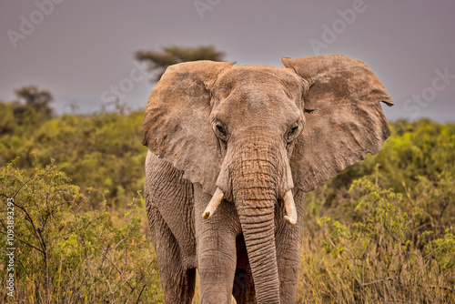 Elephant, Amboseli National Park photo