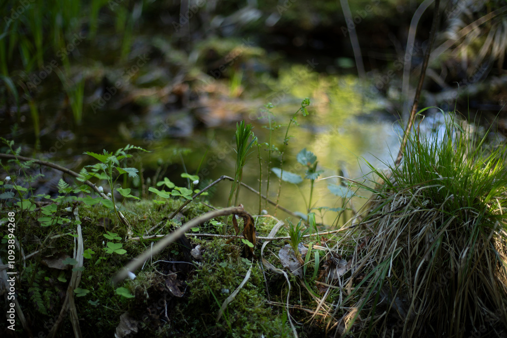 Details of the forest. Wildlife in the summer. Details of the forest. Wildlife in the summer.