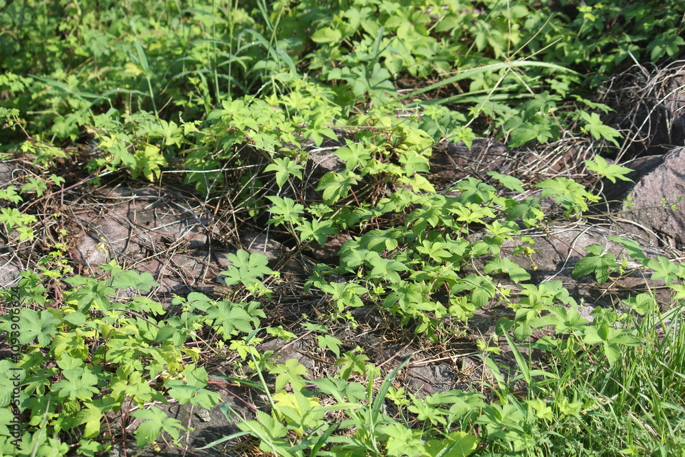 Image of the blooming ginseng vines on the Daecheongcheon Stream trail Image of the blooming ginseng vines on the Daecheongcheon Stream trail
