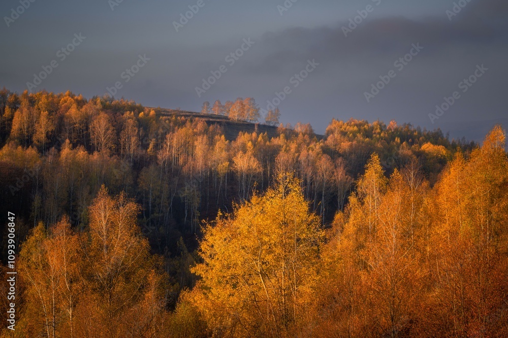 Fototapeta premium Autumn landscape with colorful forest on a hill.