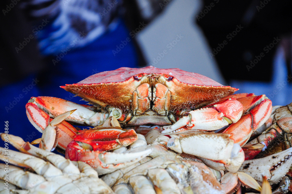 Close-up of fresh Dungeness crab on seafood counter at Fisherman's Wharf Close-up of fresh Dungeness crab on seafood counter at Fisherman's Wharf