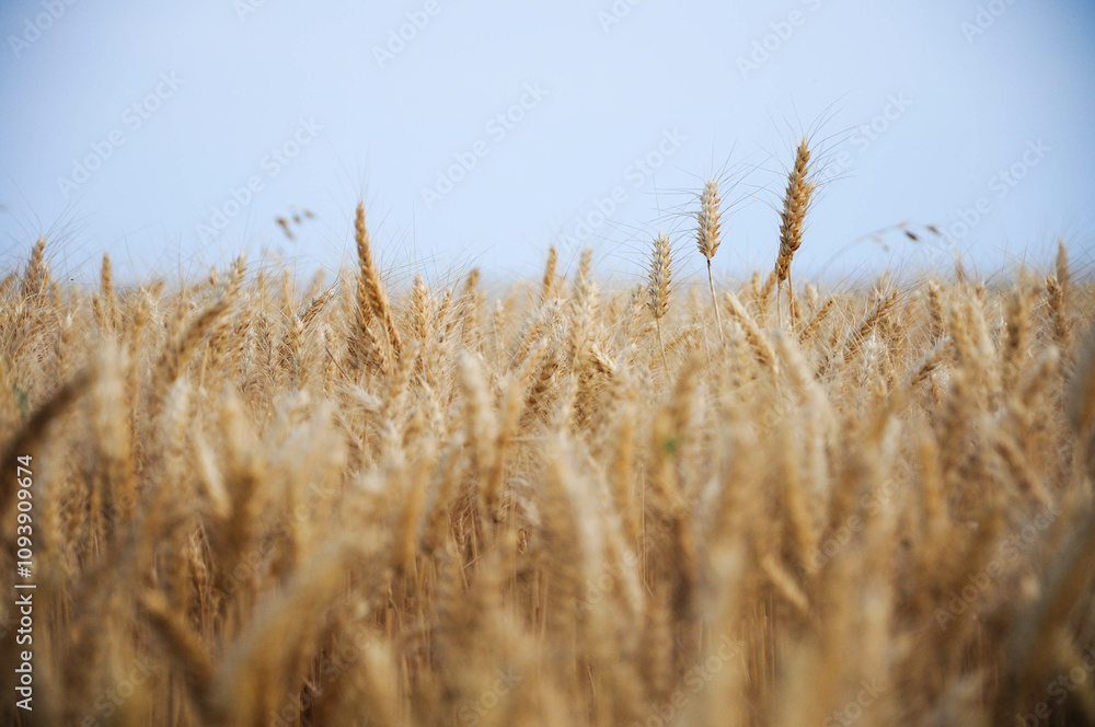 Fototapeta premium Golden wheat field with clear blue sky, bountiful harvest in rural landscape